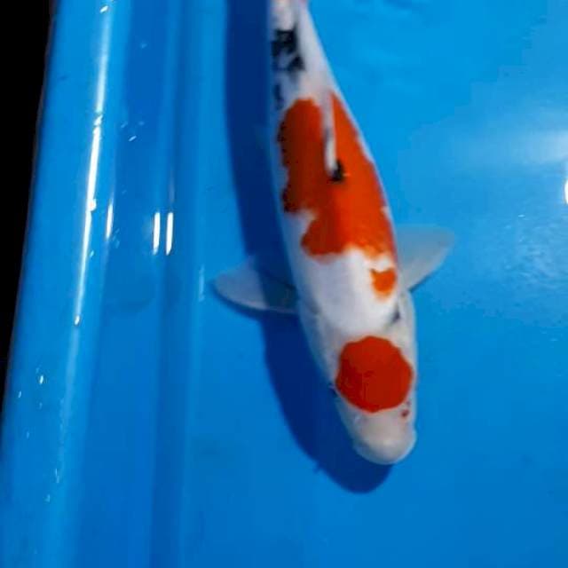 MARUTEN SANKE 35 CM