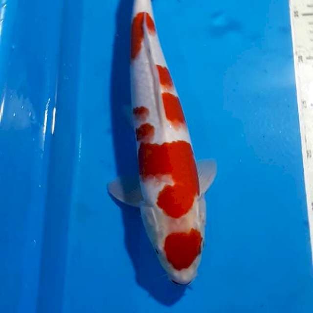 MARUTEN KOHAKU RED STRONG 35 CM
