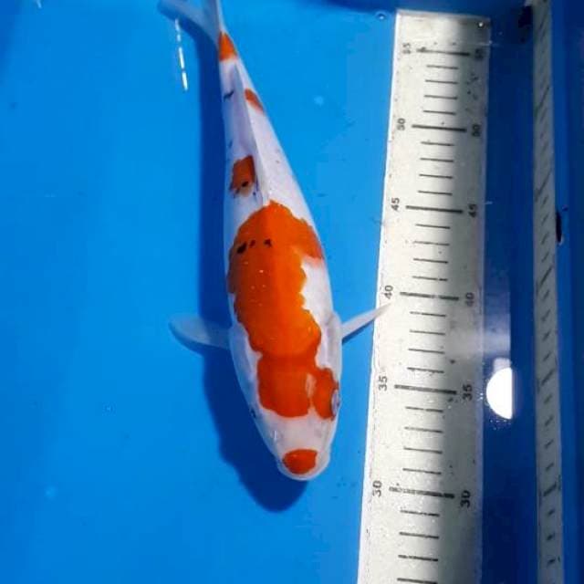SANKE BULKY 30 CM