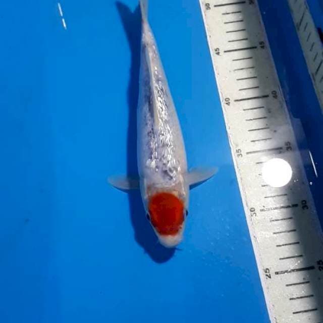 TANCHO GOSHIKI GINDRIN 25 CM
