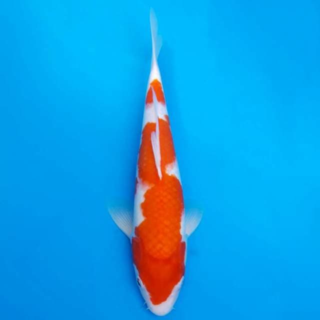 Kohaku high quality