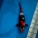 Showa 34cm Female