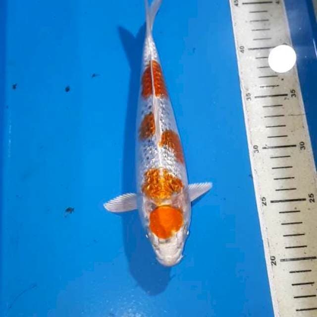 MARUTEN KUJAKU GINDRIN 25 CM