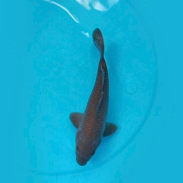 Chagoi 22cm
