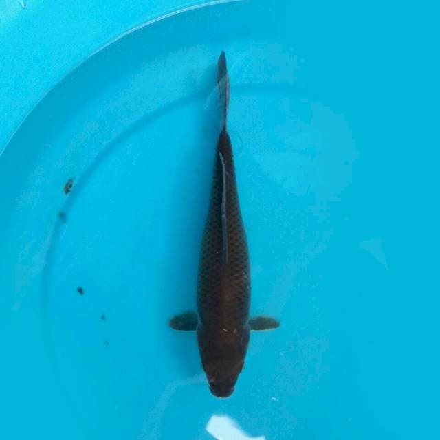 Chagoi Hitam 25cm