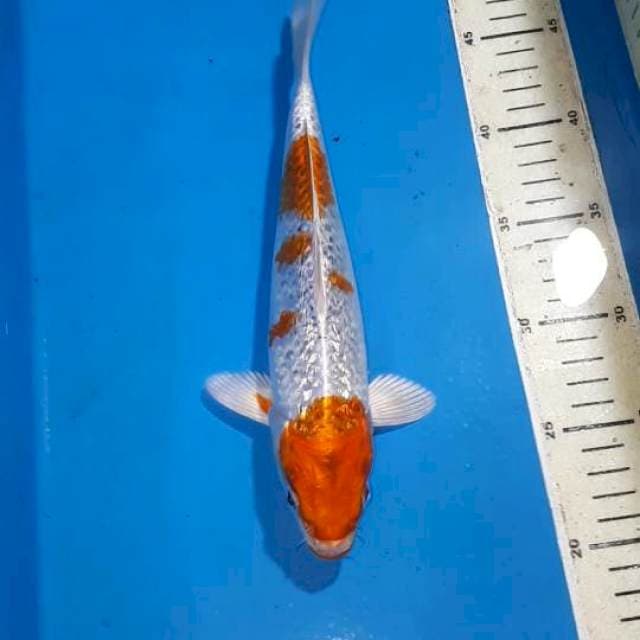KUJAKU GINDRIN 27 CM