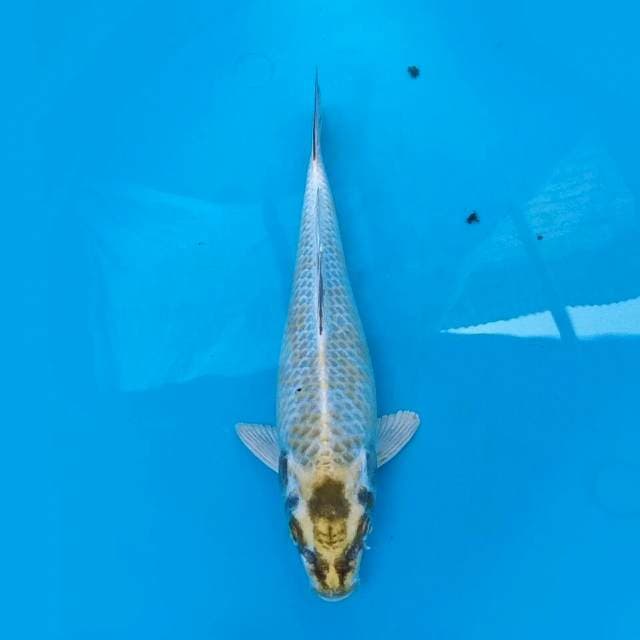 Kawarimono 23cm