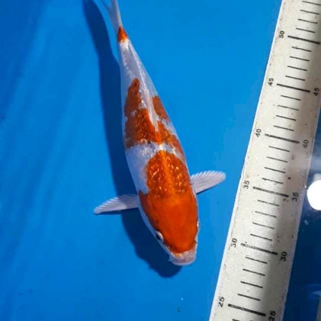 KUJAKU GINDRIN 25 CM