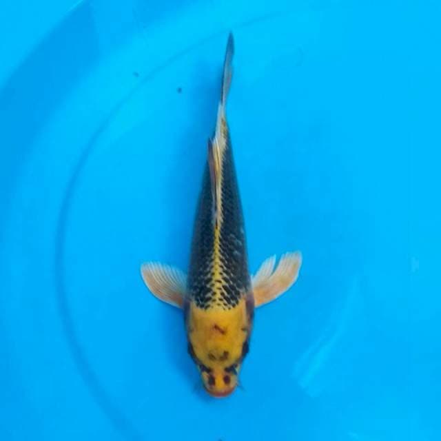 Kinbo Slayer 25cm
