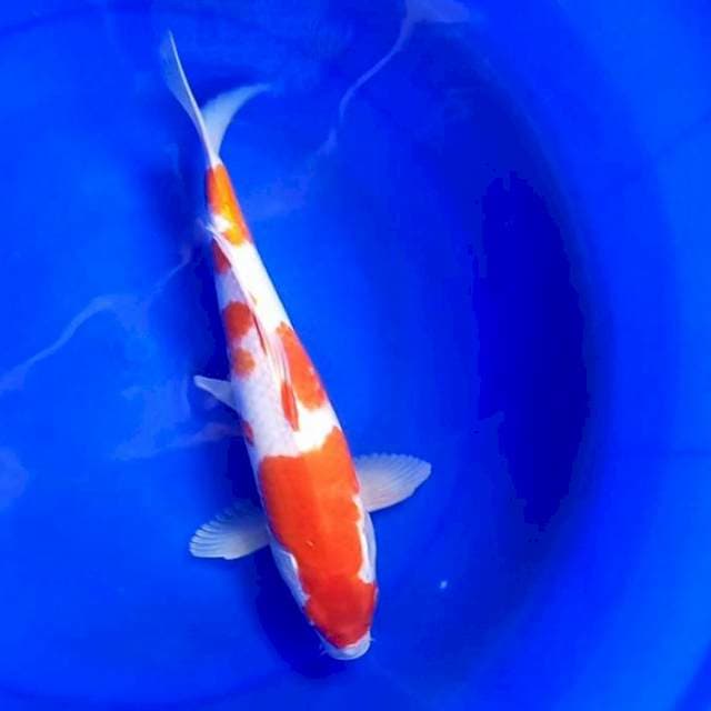 6. Kohaku #35cm