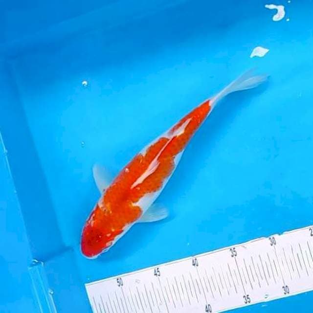 8. KOHAKU SEMI #32CM