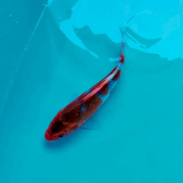 Ghos*26cm
