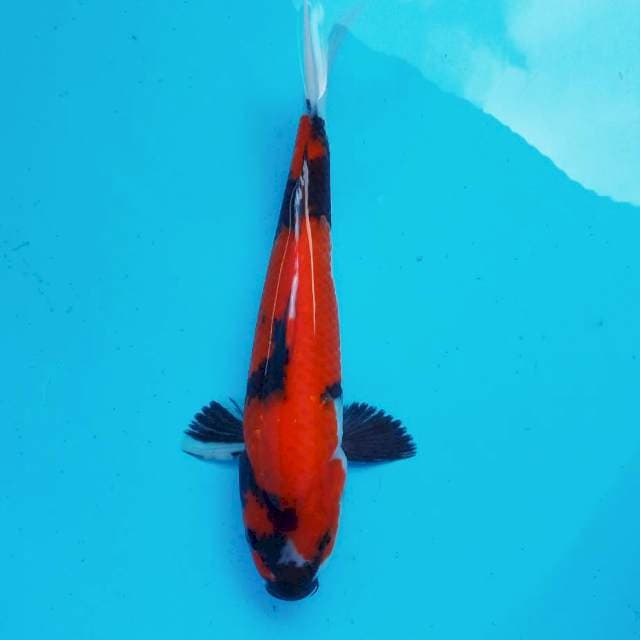 d. Showa Huskar || 27 cm