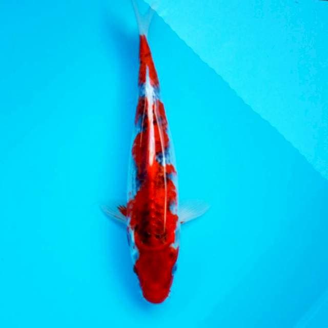h. Goshiki Centaur || 27 cm