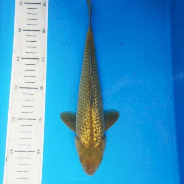 Pejinak kolam Ginrin