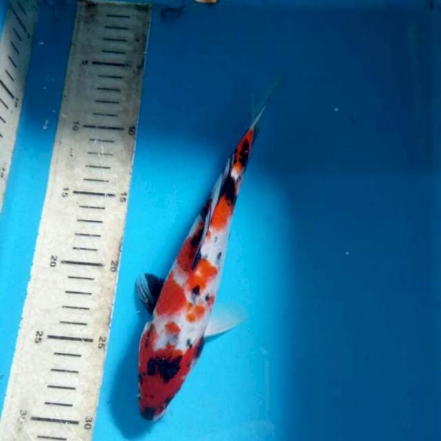 Showa 24cm
