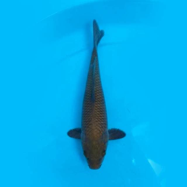 Chagoi 24cm