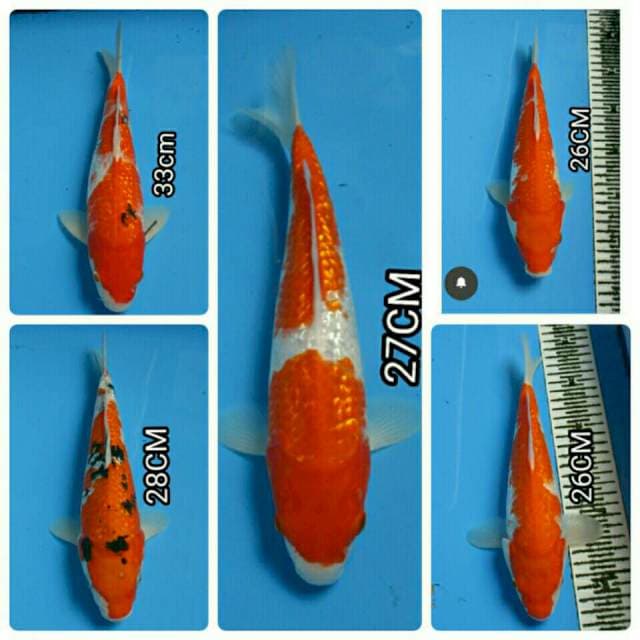 PAKET CANTIK 5 EKOR