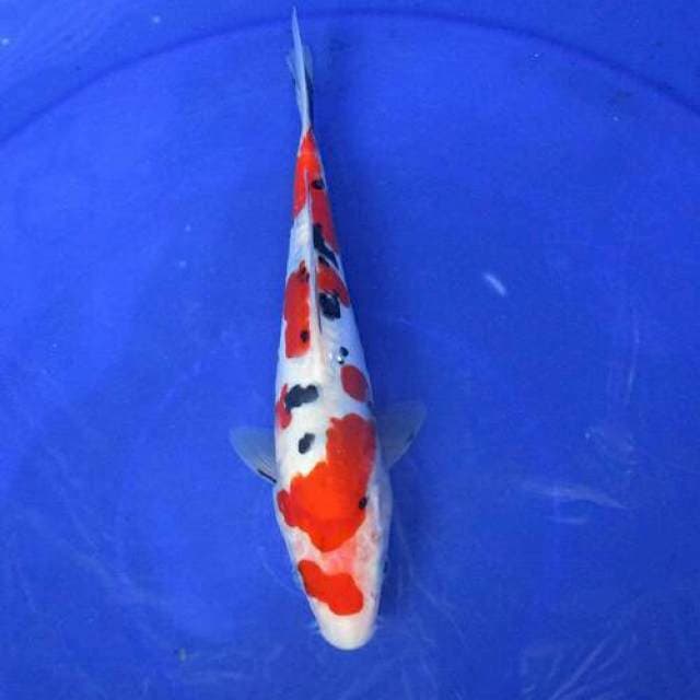 Sanke +23cm