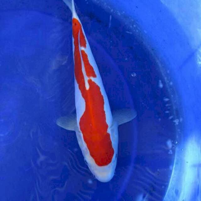 Doitsu murni kohaku inazuma ±30cm