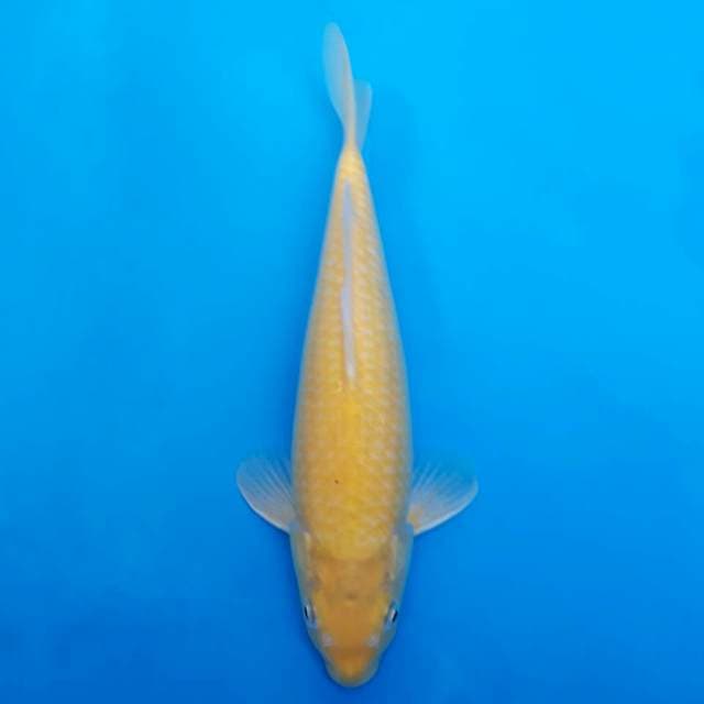 Karashi