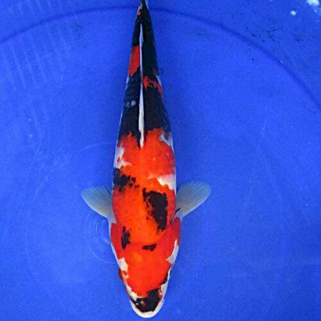 Showa sansoku ±30cm