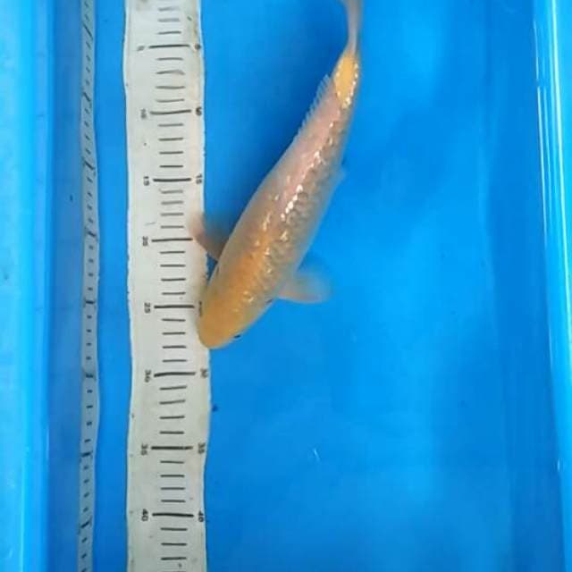 KARASHI GINRIN JUMBO