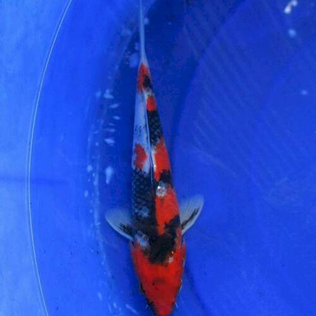 Showa sansoku bahan keep +23cm