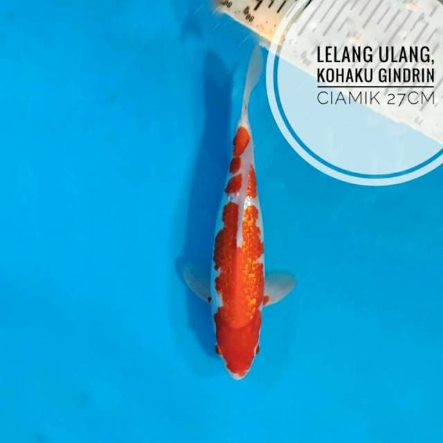 Kohaku ghindrin 27cm