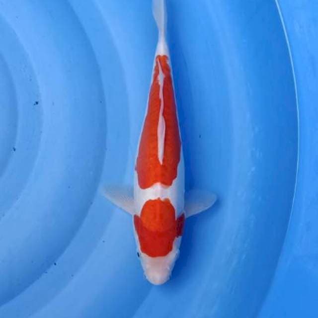 Kuhaku doitsu