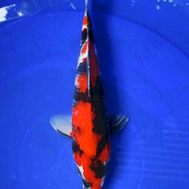 Showa sansoku joss ±28cm
