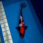 Showa 40cm Female