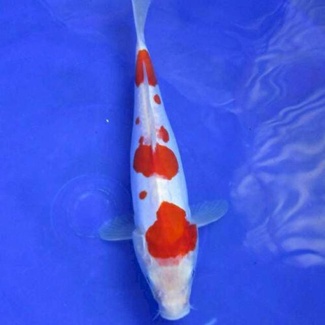 Doitsu murni kohaku ±24cm