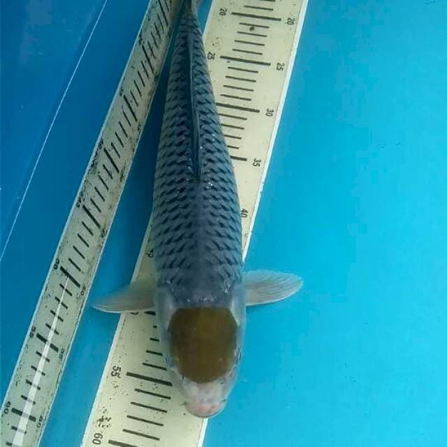Tancho Ochiba 44cm