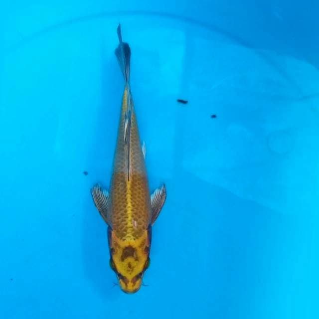 Slayer 21cm