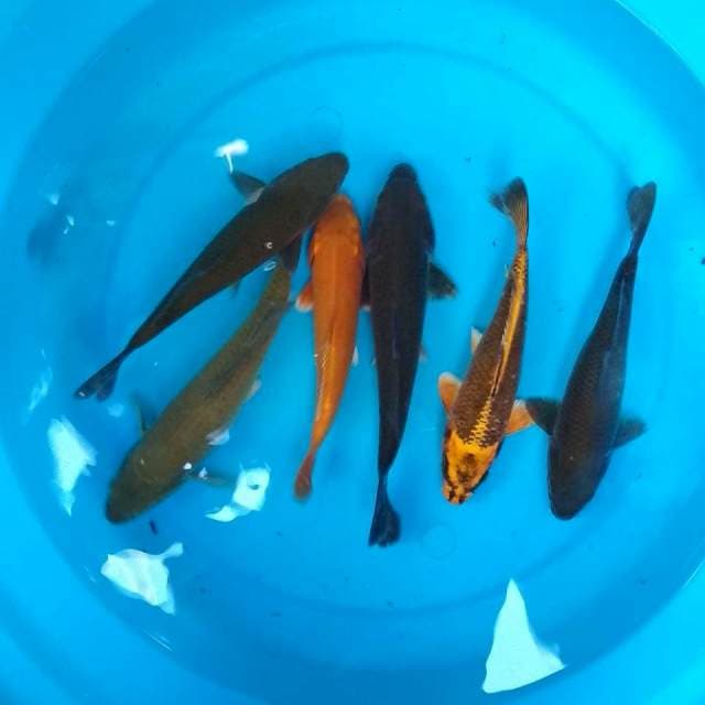 Mix  19-25cm