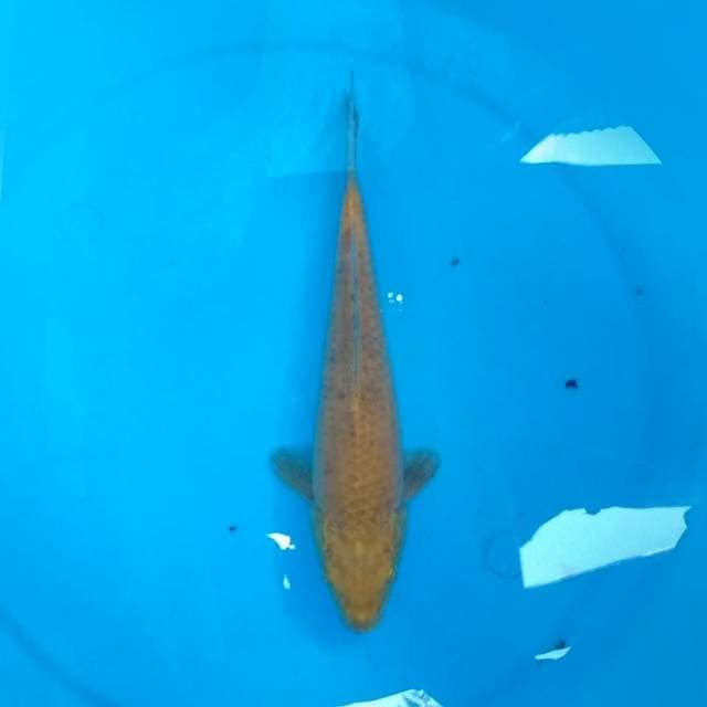 Karasi 27cm