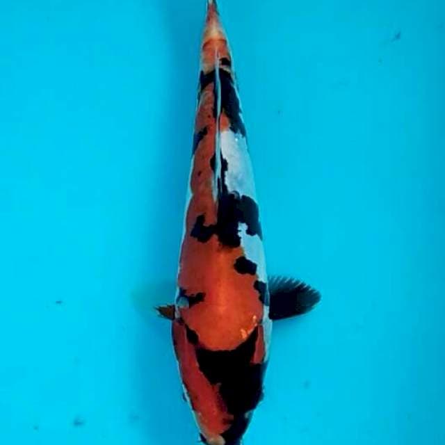 Showa doitsu mungil 19cm