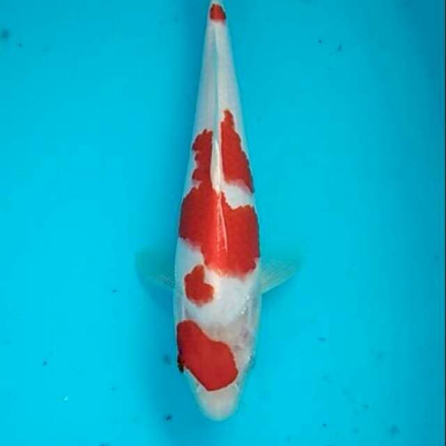Maruten kohaku merah shiroji bersih 24cm