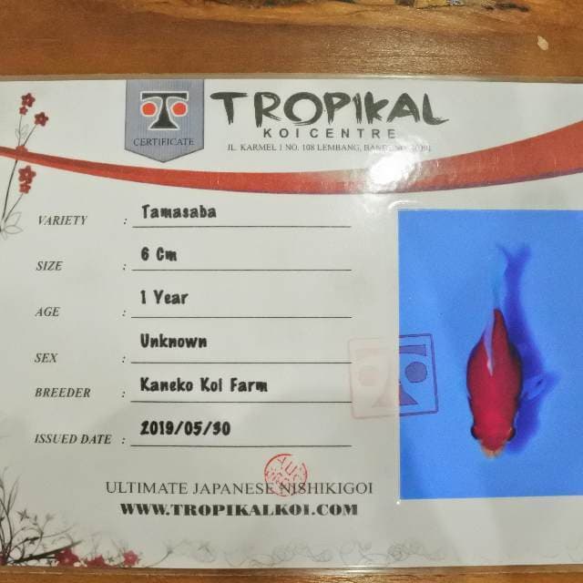Tamasaba (Kaneko) 6cm. Impor dan sertifikat
