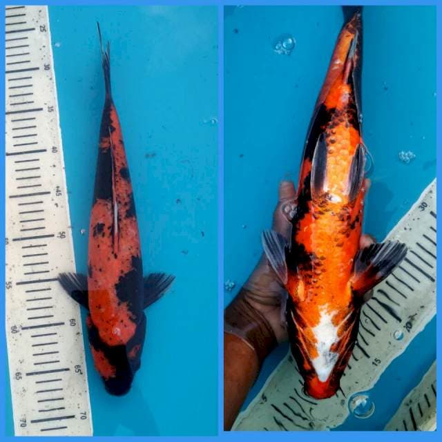 Utsuri 39 cm, Male