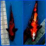 Utsuri 39 cm, Male