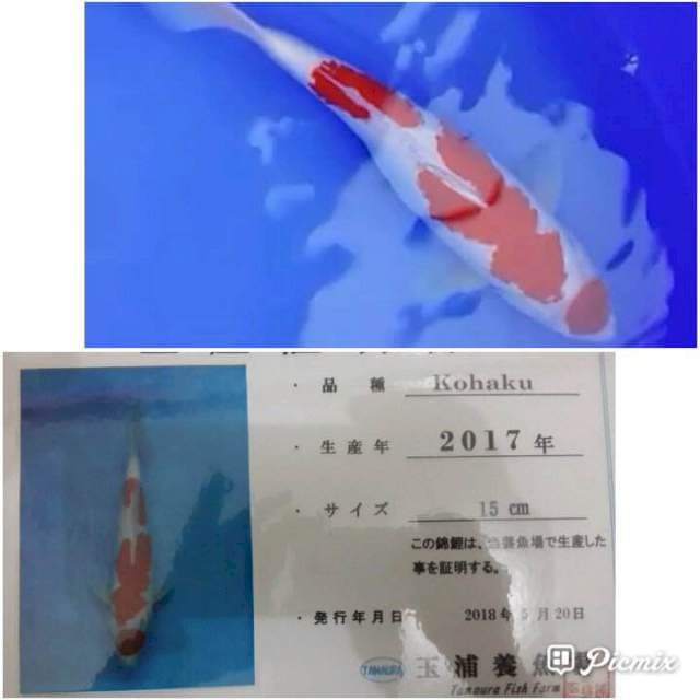Kohaku, tamaura farm
