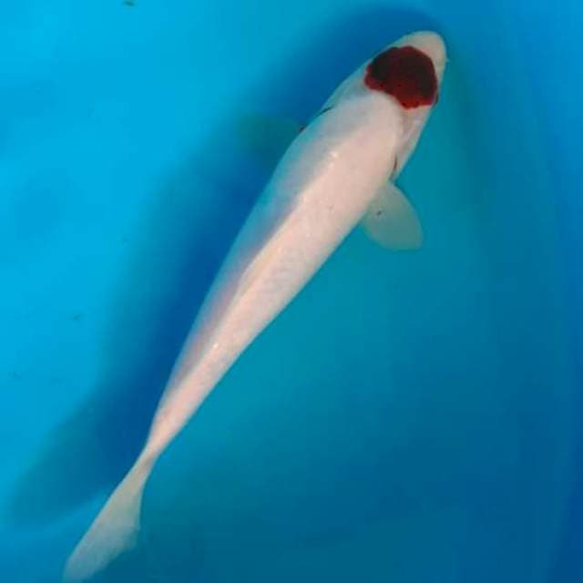 T. Goromo