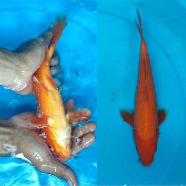 25cm akahajiro