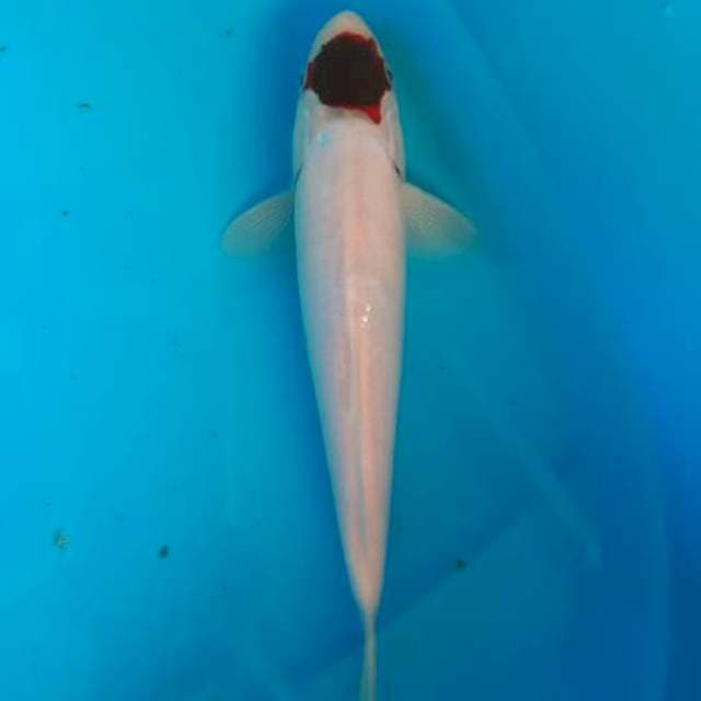 T. Goromo