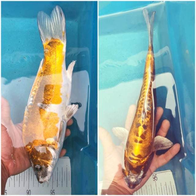 Golden Kiko 34cm