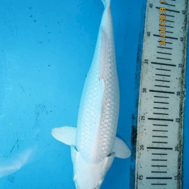 Platinum Full Ginrin 35 cm