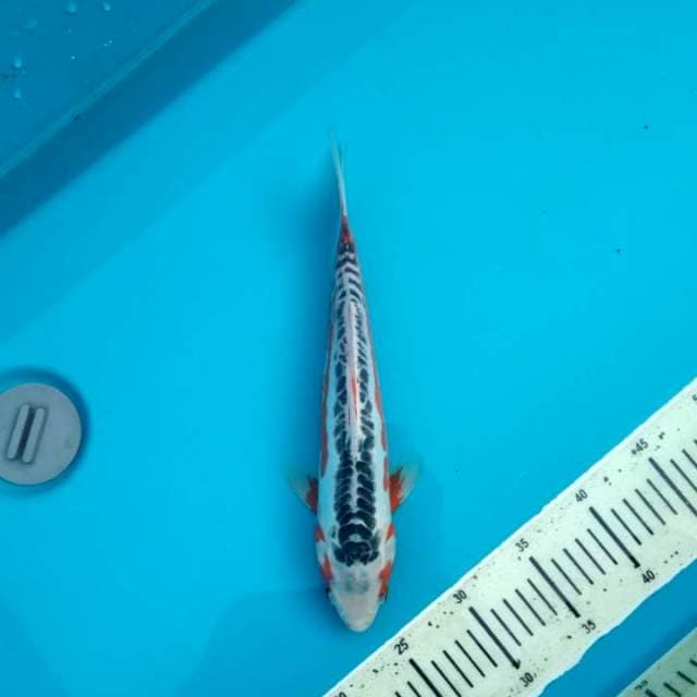 Shusui 31cm # w.a 0823_3399_5647