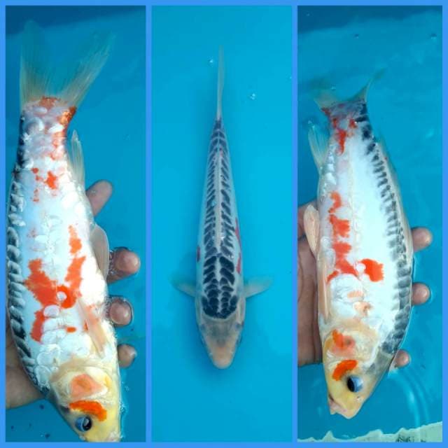 Shusui 28cm # w.a 0823_3399_5647